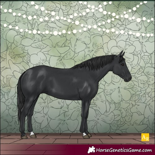 Horse Color:Black 