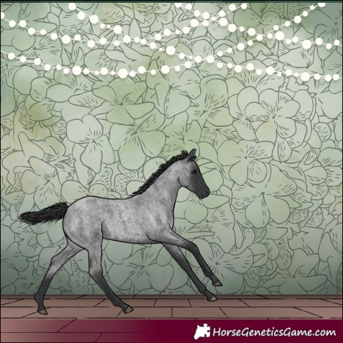 Horse Color:Blue Roan 