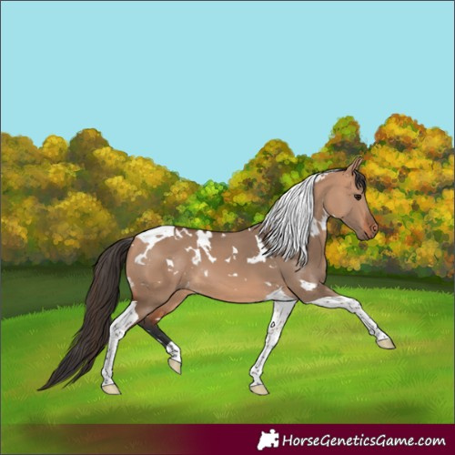 Horse Color:White Spotted Bay Dun Tobiano