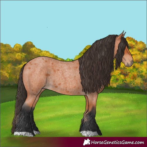 Horse Color:Bay Roan