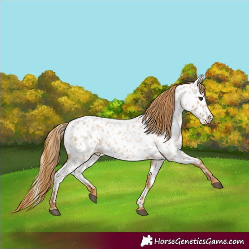 Horse Color:Red Roan Appaloosa