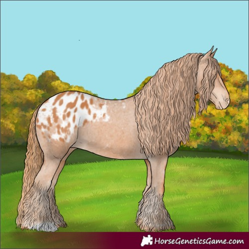 Horse Color:Chestnut Blanket 