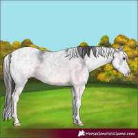 Horse Color:White Spotted Smoky Black Ice Splash Tobiano