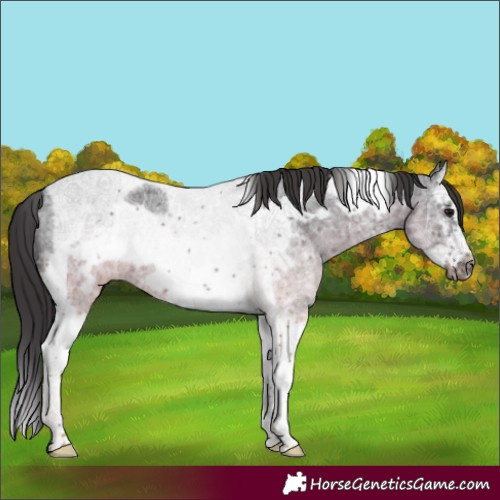 Horse Color:Smoky Black Ice Sabino Splash Tobiano Frame 