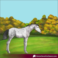 Horse Color:Black Ice Sabino Splash Tobiano 