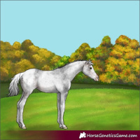 Horse Color:White Spotted Brown Ice Splash Tobiano 