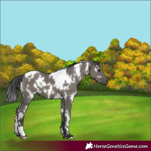 Horse Color:White Spotted Grullo