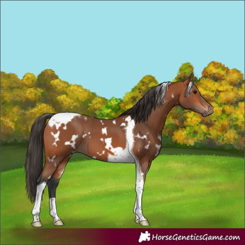 Horse Color:White Spotted Bay Tobiano