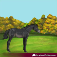 Horse Color:Black Sabino Rabicano 