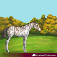 Horse Color:Liver Red Dun Sabino