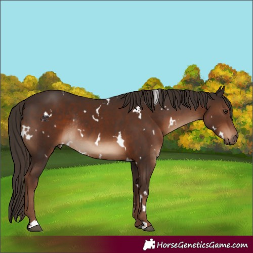 Horse Color:White Spotted Liver Chestnut Rabicano 