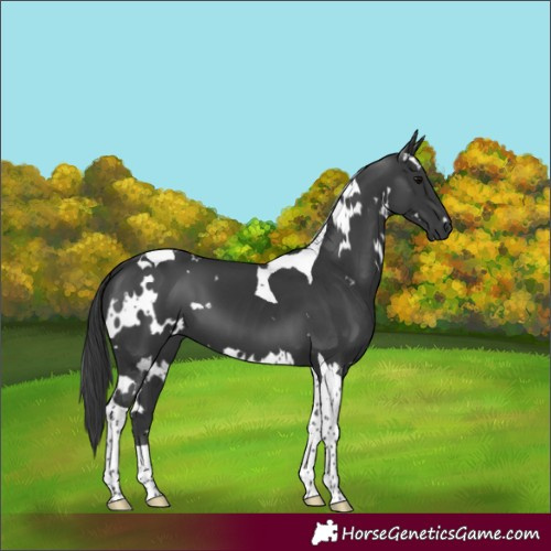 Horse Color:White Spotted Black Tobiano 