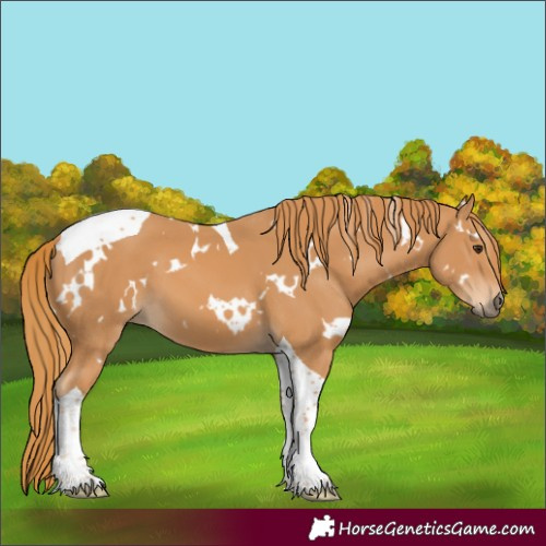 Horse Color:Unknown 