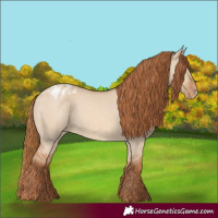 Horse Color:Red Dun Appaloosa  and Red Dun Frame Appaloosa 