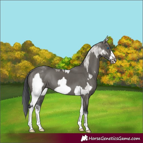 Horse Color:White Spotted Grullo Frame Rabicano and White Spotted Grullo Frame Rabicano
