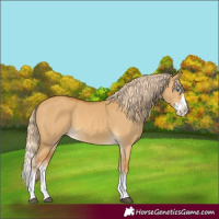 Horse Color:Palomino Dun Splash 