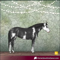 Horse Color:Black Sabino Rabicano 