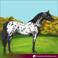 Horse Color:Black Appaloosa 