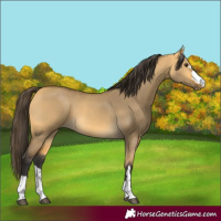Horse Color:Buckskin Dun 