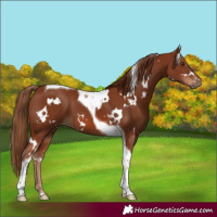 Horse Color:White Spotted Chestnut Tobiano 