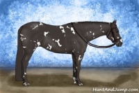 Horse Color:White Spotted Liver Chestnut 