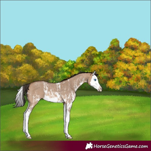 Horse Color:Bay Dun Sabino Splash