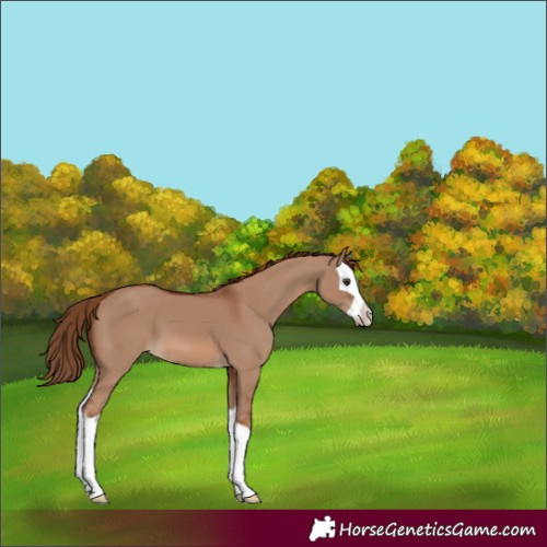 Horse Color:Red Dun Splash