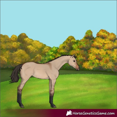 Horse Color:Bay Dun 