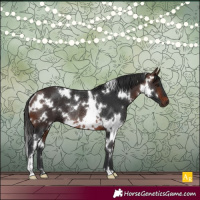 Horse Color:White Spotted Brown Rabicano