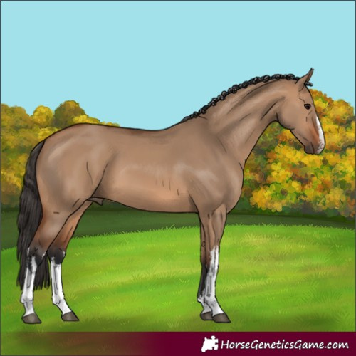 Horse Color:White Spotted Bay Dun