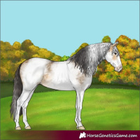Horse Color:White Spotted Buckskin Dun 