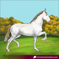Horse Color:White Spotted Red Dun