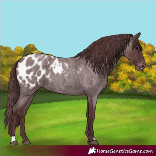 Horse Color:Chocolate Blue Roan Appaloosa 