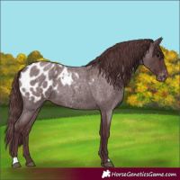 Horse Color:Chocolate Blue Roan Appaloosa