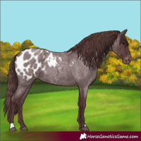 Horse Color:Chocolate Blue Roan Blanket 