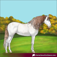 Horse Color:Gray White Spotted Classic Cream Champagne Pearl Splash Appaloosa 
