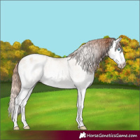 Horse Color:Gray White Spotted Classic Cream Champagne Pearl Splash Appaloosa