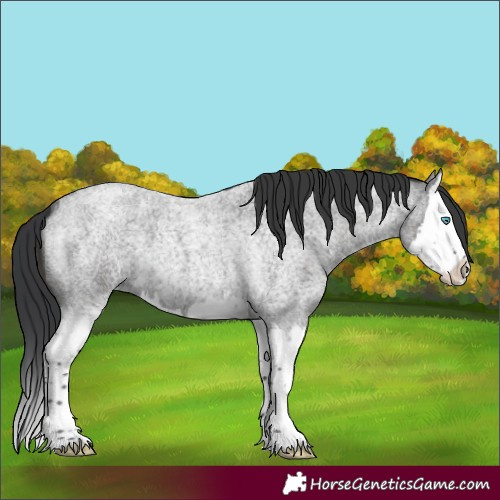 Horse Color:Blue Roan Splash 