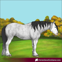Horse Color:Blue Roan Splash