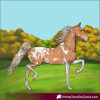 Horse Color:White Spotted Chestnut Tobiano Appaloosa 