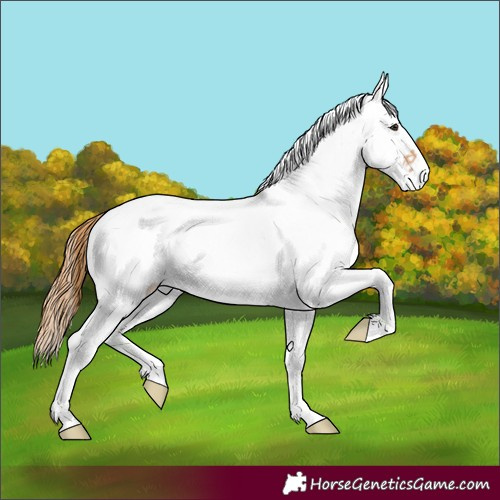 Horse Color:White Spotted Red Dun 