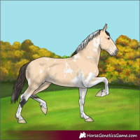 Horse Color:White Spotted Buckskin Tobiano