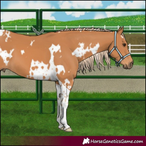 Horse Color:White Spotted Chestnut Tobiano 