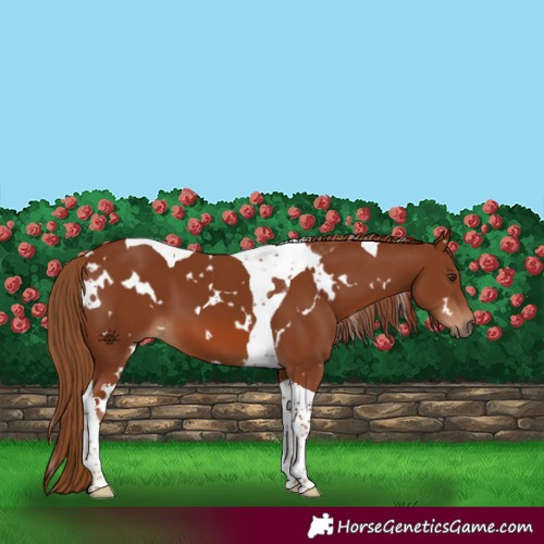 Horse Color:White Spotted Chestnut Tobiano
