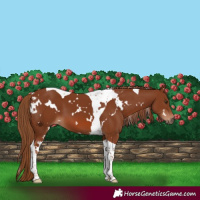 Horse Color:White Spotted Chestnut Tobiano