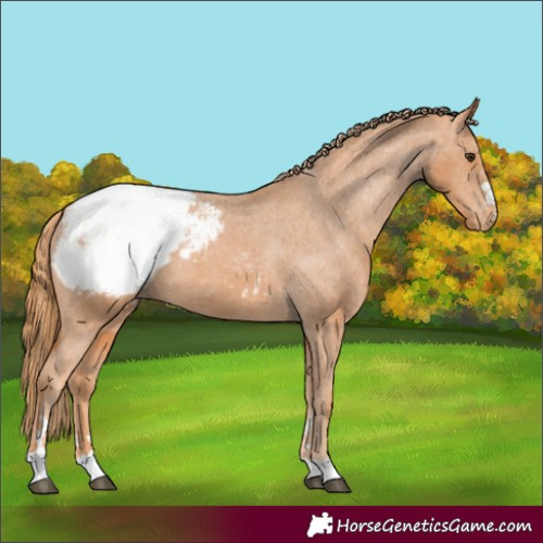 Horse Color:Chestnut Appaloosa 