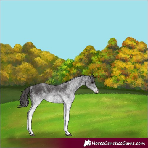 Horse Color:White Spotted Smoky Black