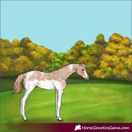 Horse Color:White Spotted Chestnut Tobiano Frame 