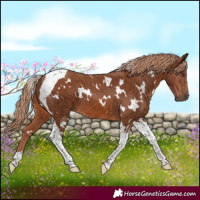 Horse Color:White Spotted Chestnut Tobiano 