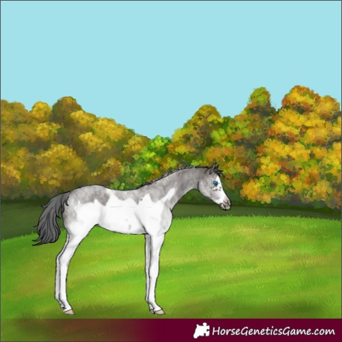 Horse Color:White Spotted Grullo Frame 